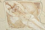 13.5" Cretaceous Ray (Rhombopterygia) Fossil With Fish & Shrimp - #201862-3
